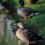 Ducks at Lagoon Ducks at Lagoon